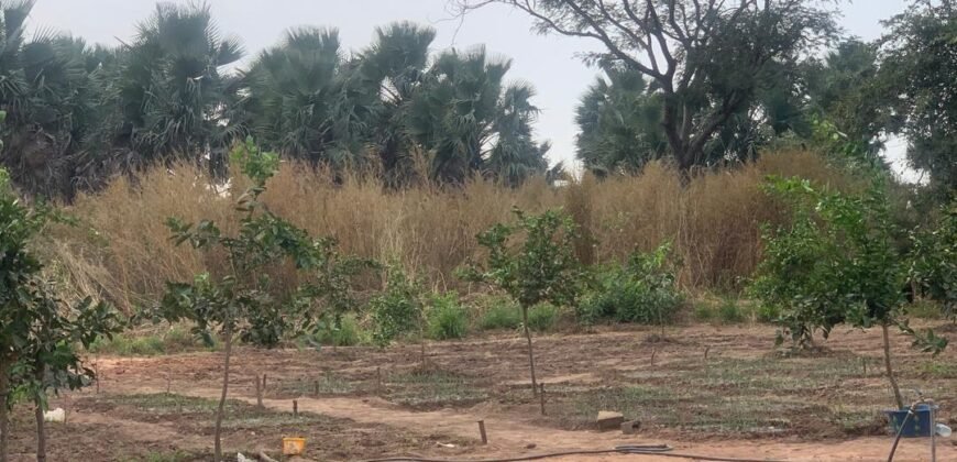 Prime land for Sale in Sanyang