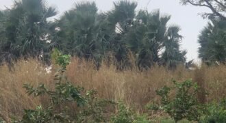 Prime land for Sale in Sanyang