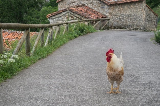 Best chicken road online in Netherlands